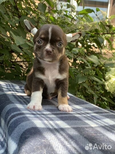 Чихуахуа мальчик шоколадный триколор