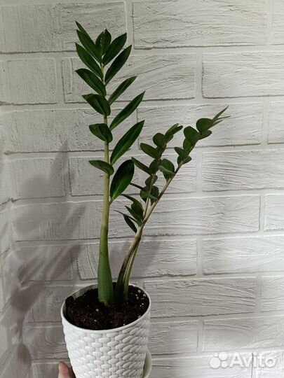 Замиокулькас