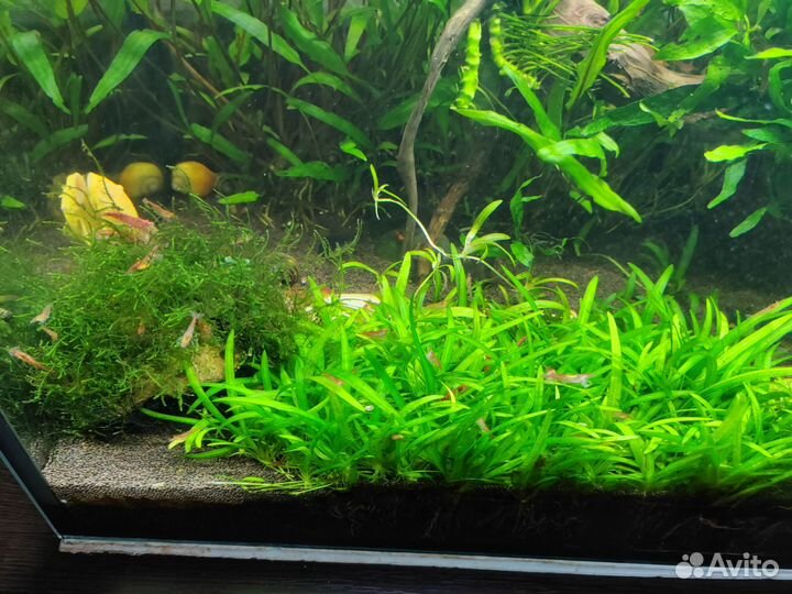 Аквариумные растения, креветки, Улитки