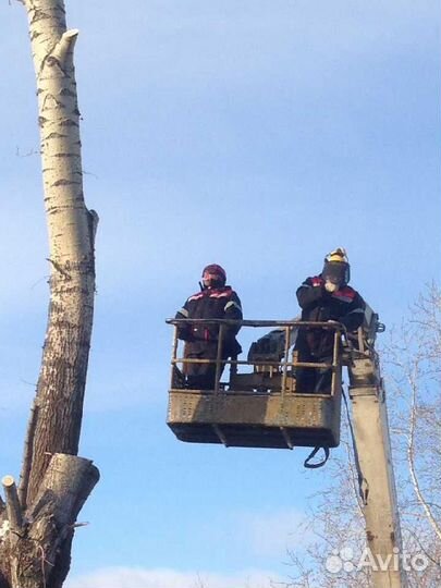 Спил деревьев, вывоз деревьев, расчистка участков