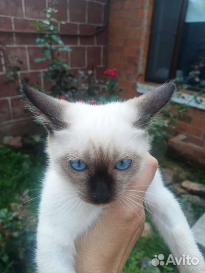 Тайский котенок
