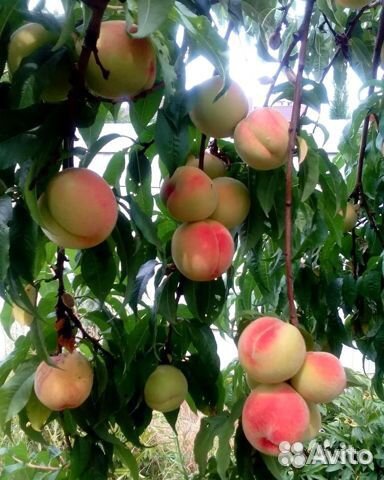 Саженцы персика и ореха