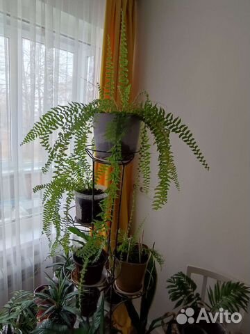 Комнатные цветы, папоротник