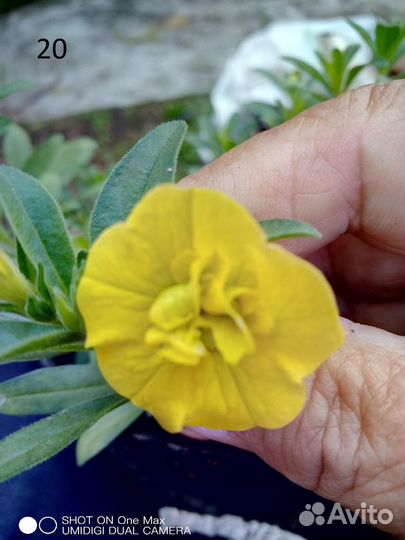 Черенки калибрахоа