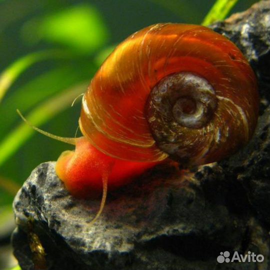 Аквариумная водная Улитка