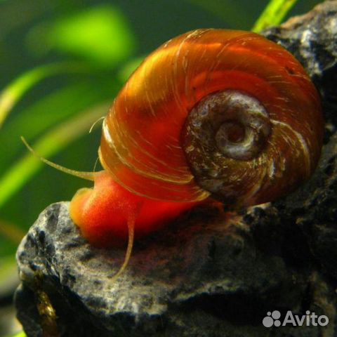 Аквариумная водная Улитка