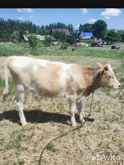 Быки тёлки мясо