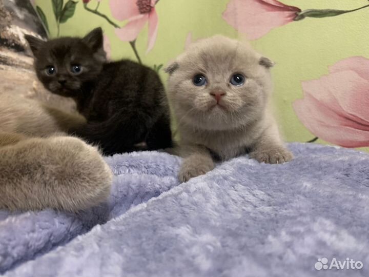 Шотландская