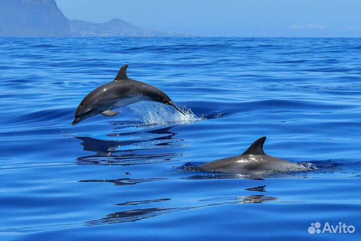 Экскурсии к дельфинам в открытое море 