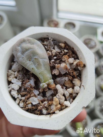 Суккулент Graptopetalum amethystinum