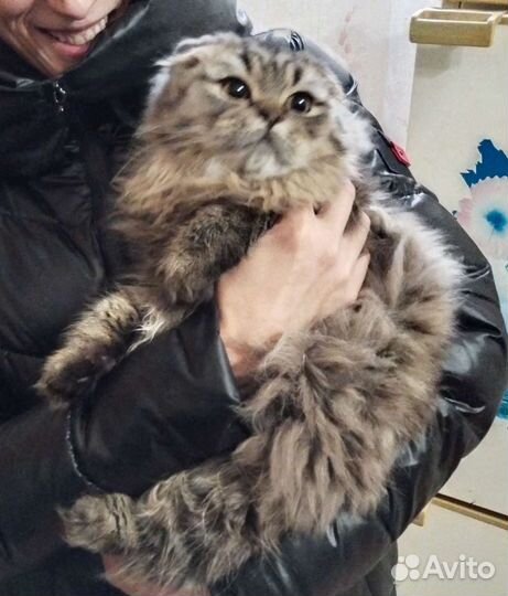 Шотландский кот хайленд фолд для Вязки