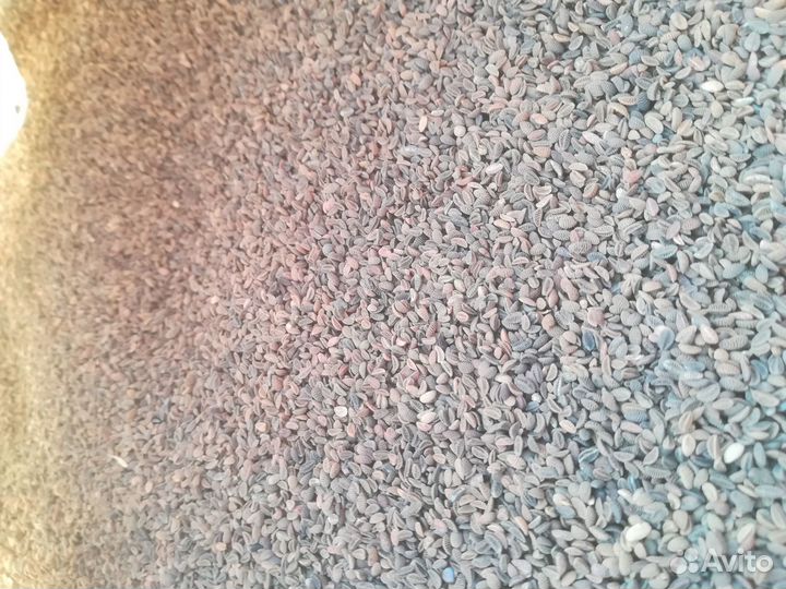 Семена фацелии