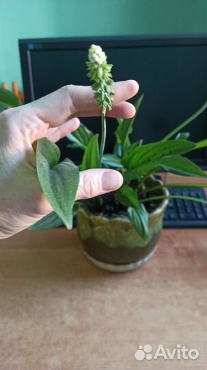 Дримиопсис