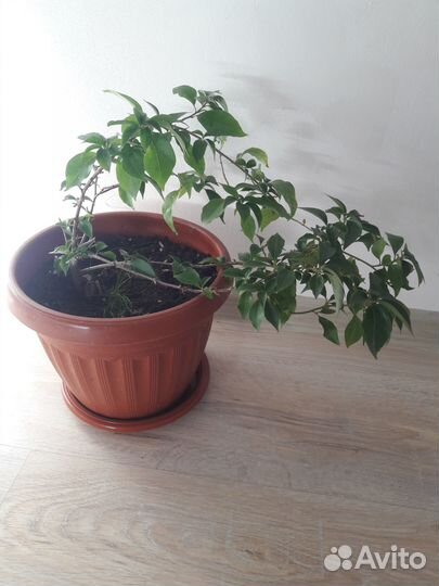 Продам Цветы Бугенвиллия