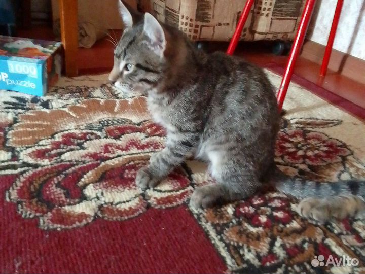 Отдаю кошек 2 мальчика