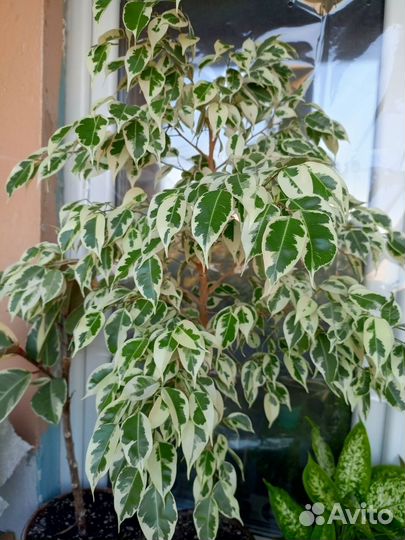 Фикус бенджамина пестролистный
