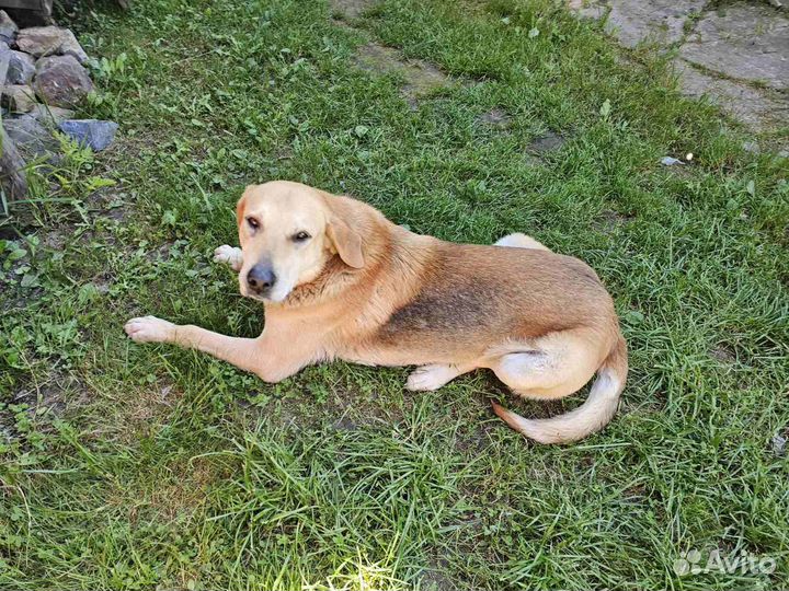 Найдена собака русская гончая