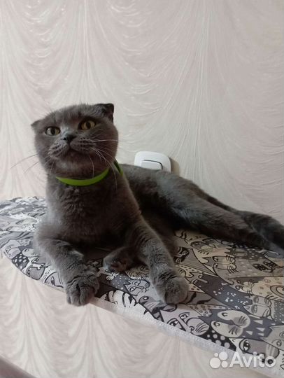 Кошки породистые бесплатно