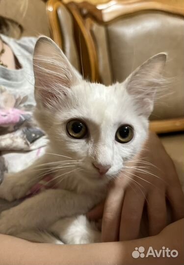 Кошки в добрые руки