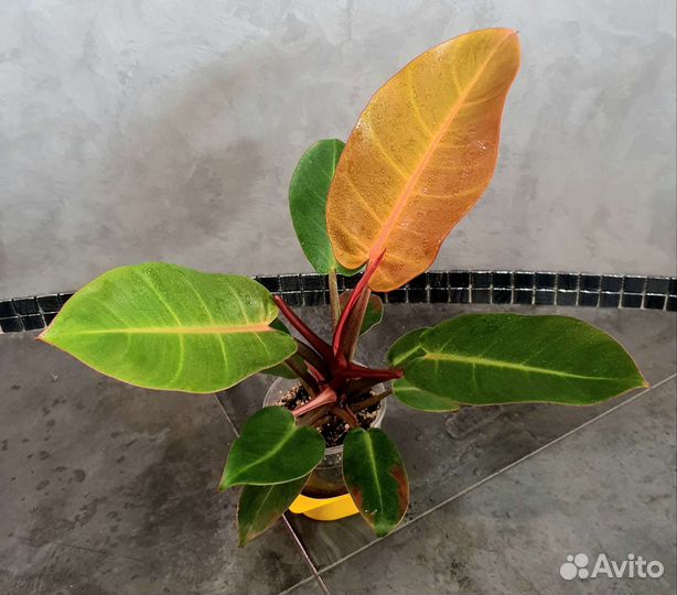 Кодиеумы,филоденроны,сциндапсусы,фикус белизСкидки