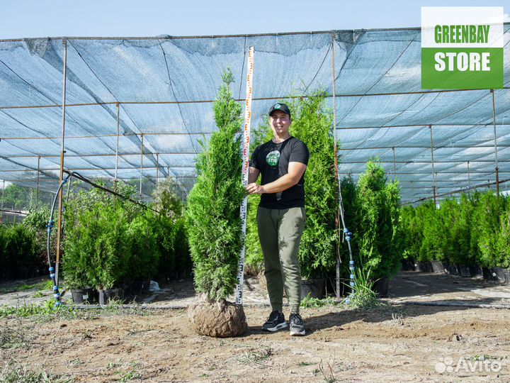 Туи колумна 160 см свежая копка 2023