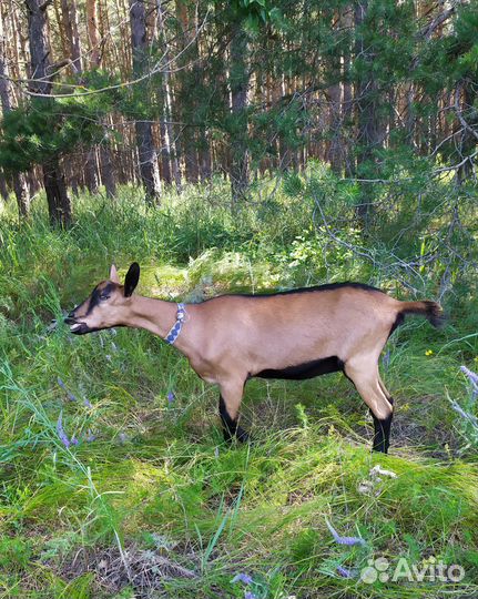Чешская козочка 6 мес