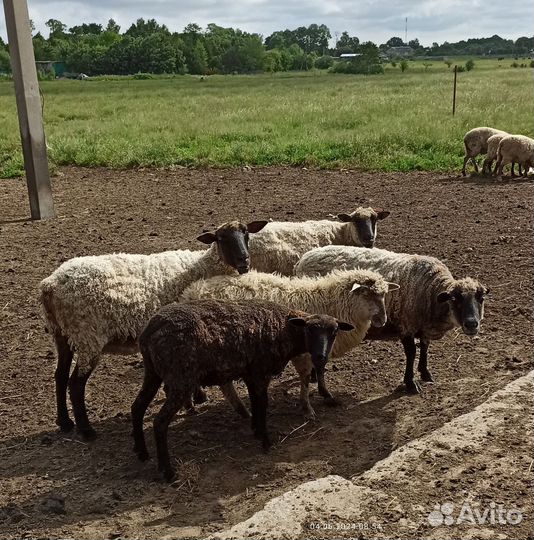 Овцематки, баран-производитель