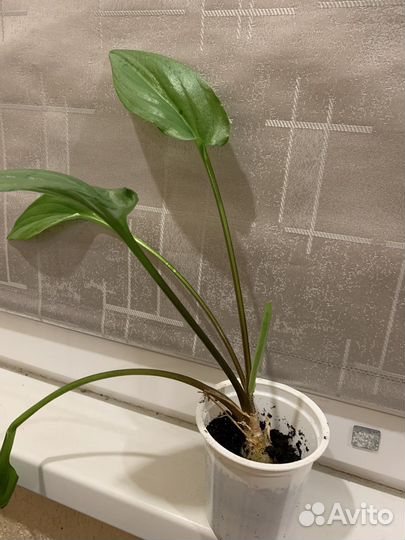 Дримиопсис