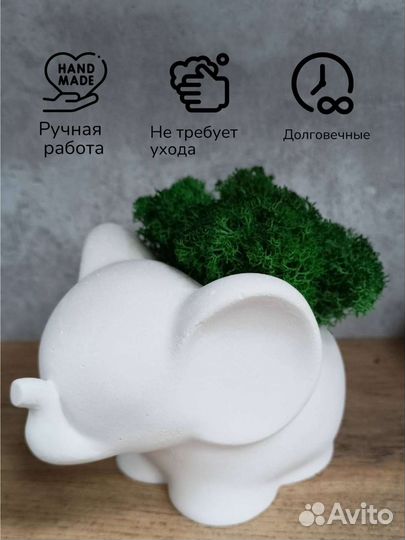 Стабилизированный мох в кашпо