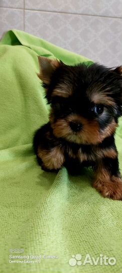 Йоркширский терьер девочки