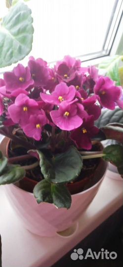 Фиалки коллекционные