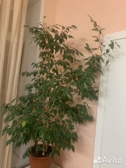 Фикус бенджамина большой