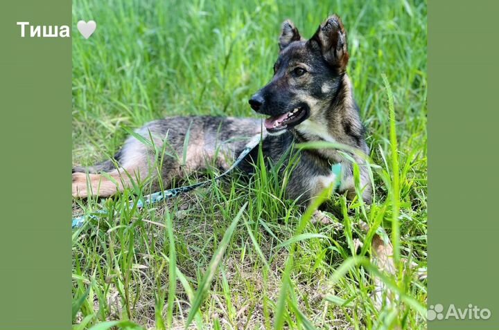 Миниатюрная собака из приюта