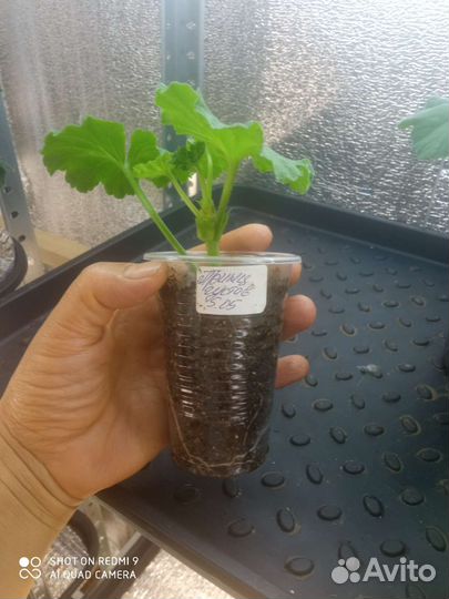 Принц Густав