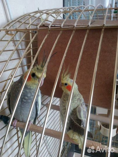Попугаи разных возрастов