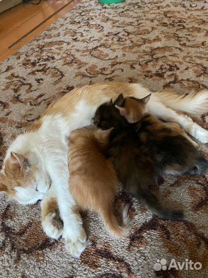 Отдам трех красивых котят