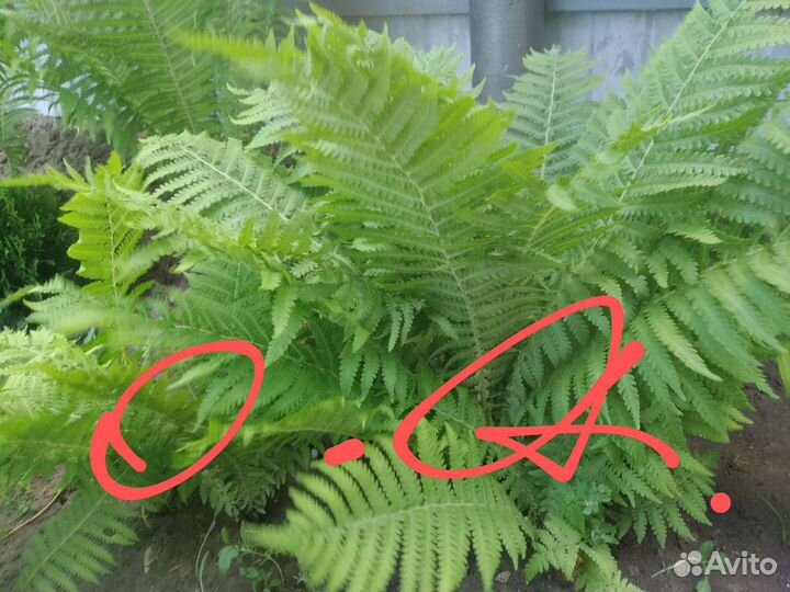 Страусник (папоротник), ирисы