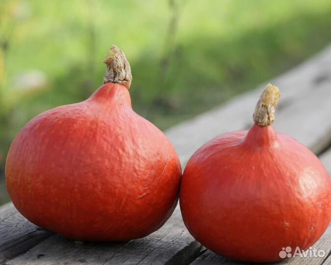 Семена Тыквы 