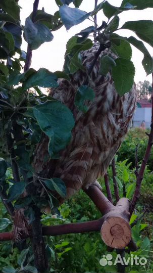 Чучело совы