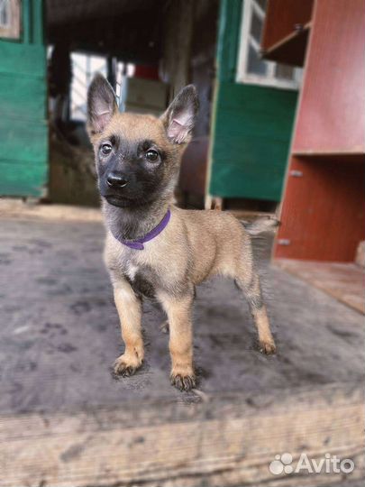 Бельгийская овчарка малинуа