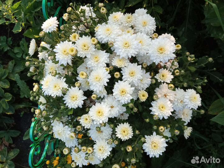 Хризантемы мультифлора