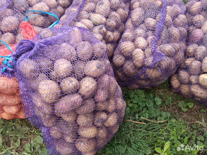 Продам картофель