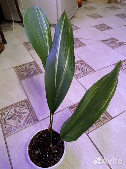 Аспидистра вариегатная