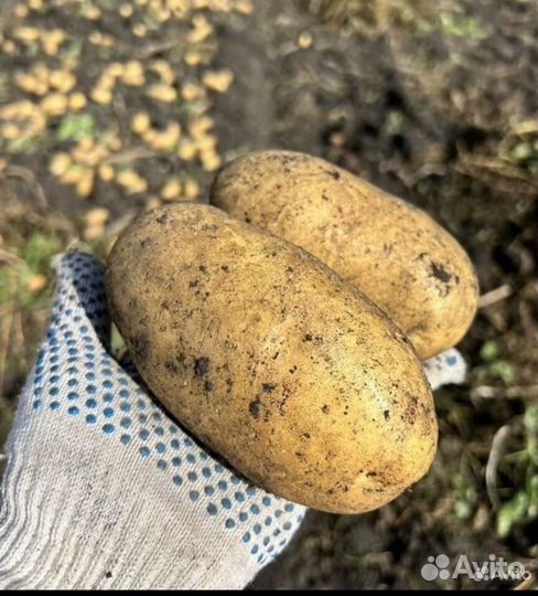 Крупный Картофель сорт вега, коломбо сетка 35 кг