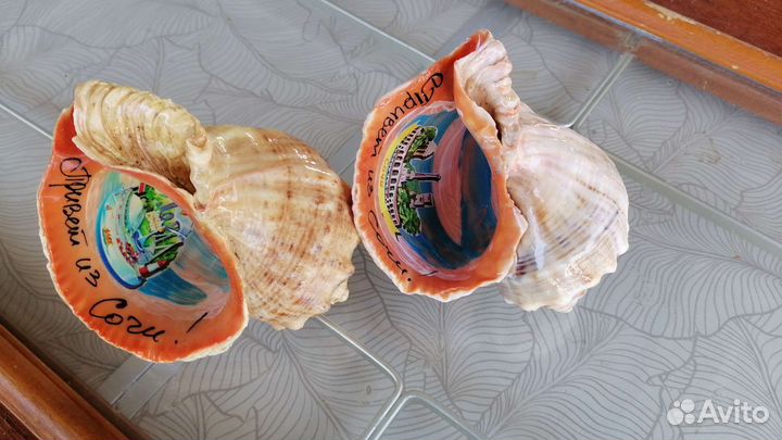 Ракушка Рапана крупный 10-11см