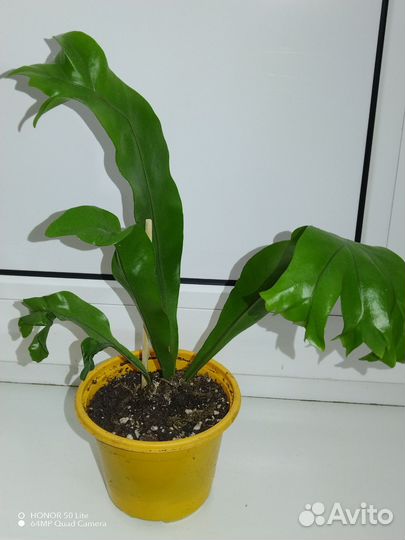 Сингониум клубничный лёд гелакси