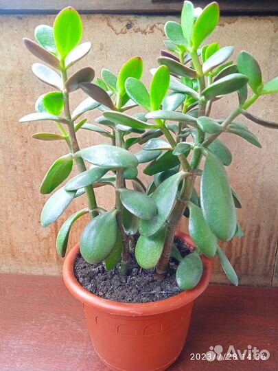 Красула -толстянка (денежное дерево)