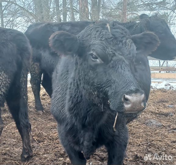Фермерское хозяйство