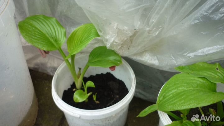 Коста белая