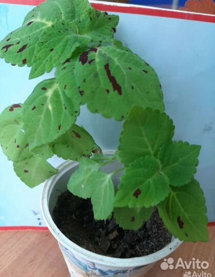 Колеусы вегетативные сортовые